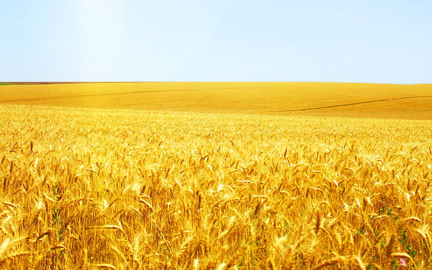 Material de colheita de trigo - campo de trigo, colheita de trigo papel de parede HD