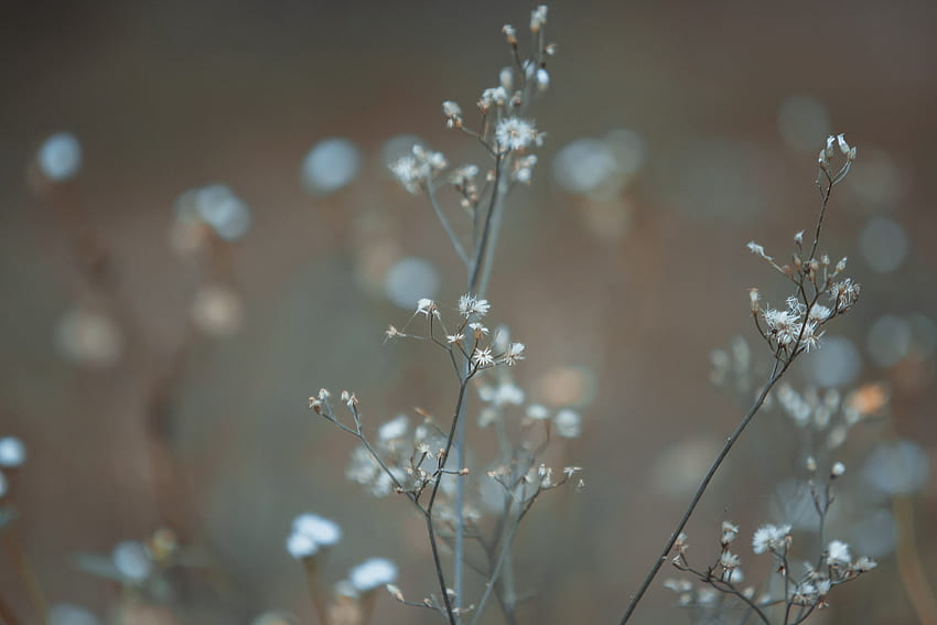 Weiße Schleierkraut-Blume im Fokus · Auf Lager HD-Hintergrundbild