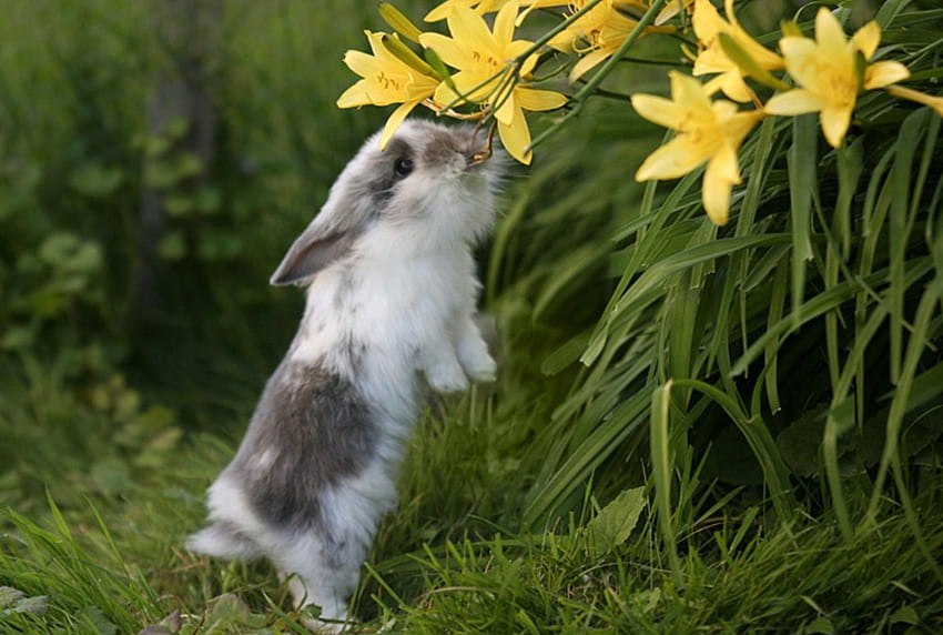 나는 거의 닿을 수 있습니다...., 토끼, 동물, 정원, 꽃, 봄 HD 월페이퍼