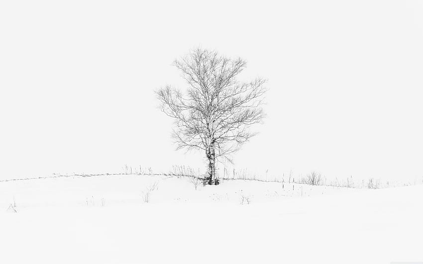 Lone Tree ❤ за Ultra TV • Широко, бяло дърво HD тапет