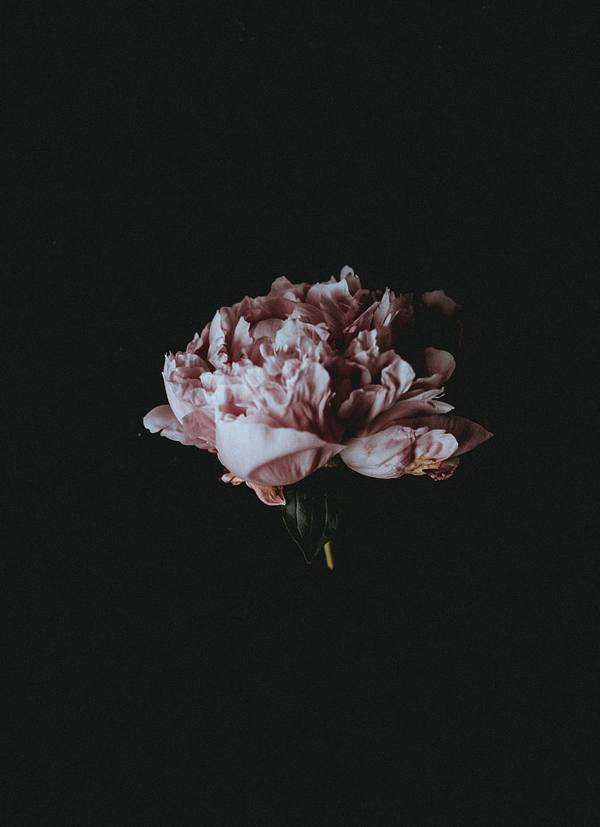 / a pale pink peony flower against a black, Vintage Pink Peony HD phone wallpaper