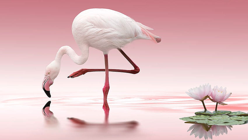 Pink Flamingo, água, Aves, flamingo, rosa, grafia, natureza papel de parede HD