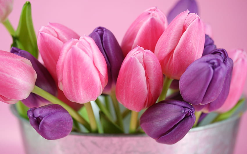 Piante, fiori, tulipani Sfondo HD
