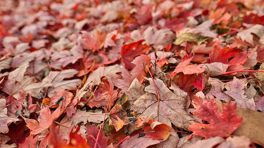 Dry Brown Red Maple Leaves Blur Background graphy HD wallpaper