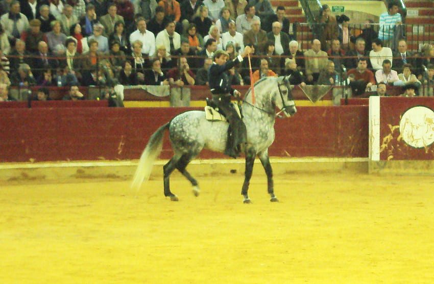 Horseback Bullfighting, spanish, andalusian, horses, tradition HD wallpaper