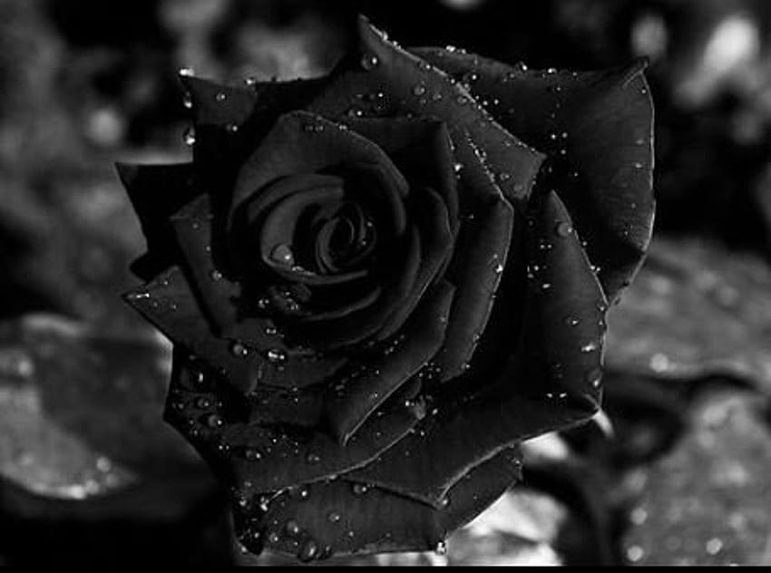 Hoa đen trắng mang đến sự tươi sáng và thanh lịch cho màn hình của bạn. Cùng với sự tương phản giữa đen và trắng, hoa hồng đem lại vẻ đẹp độc đáo và khác biệt. Hãy xem ảnh này để tìm thấy sự đồng nhất giữa hai sắc thái và cảm nhận được sự hài hòa của chúng.