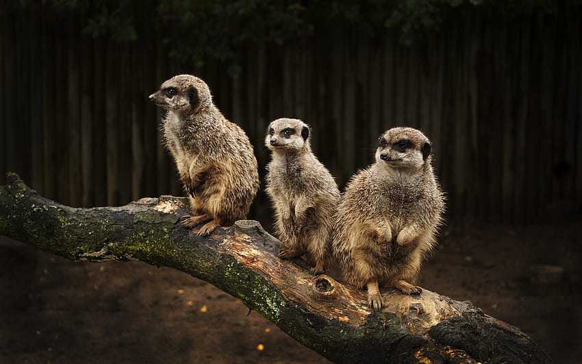 On the Look Out, meerkats, rodents, cute, nature HD wallpaper