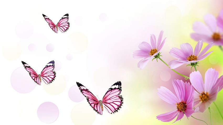 Cosmos and Pink Butterflies, butterflies, summer, bokeh, pink, wild flowers, cosmos, spring, Firefox Persona theme HD wallpaper