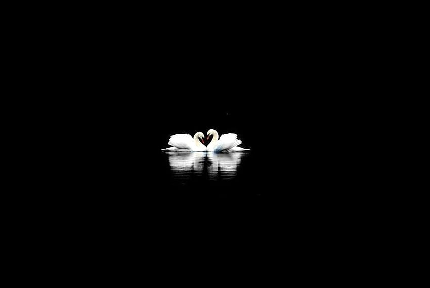 Swan night, pair, swans, white, black background HD wallpaper