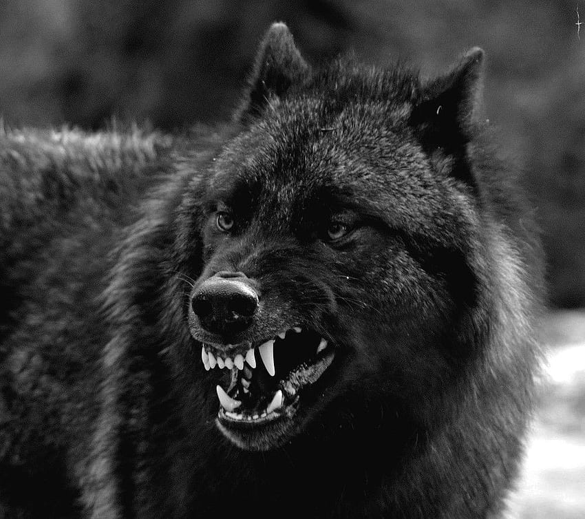 Wolf knurrt, wütender Wolf HD-Hintergrundbild