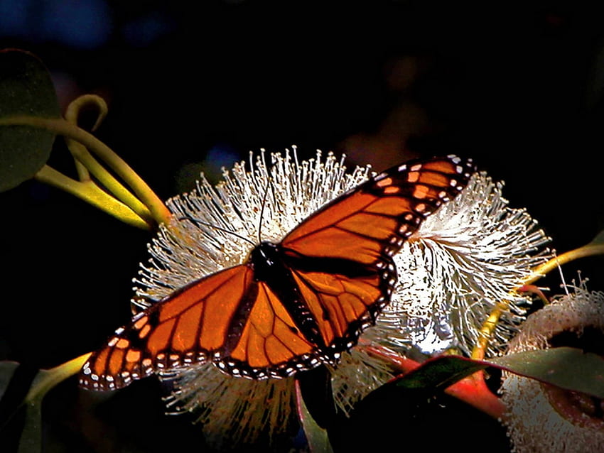 Açık kanatlar, beyaz, siyah, kelebek, Monarch, turuncu HD duvar kağıdı