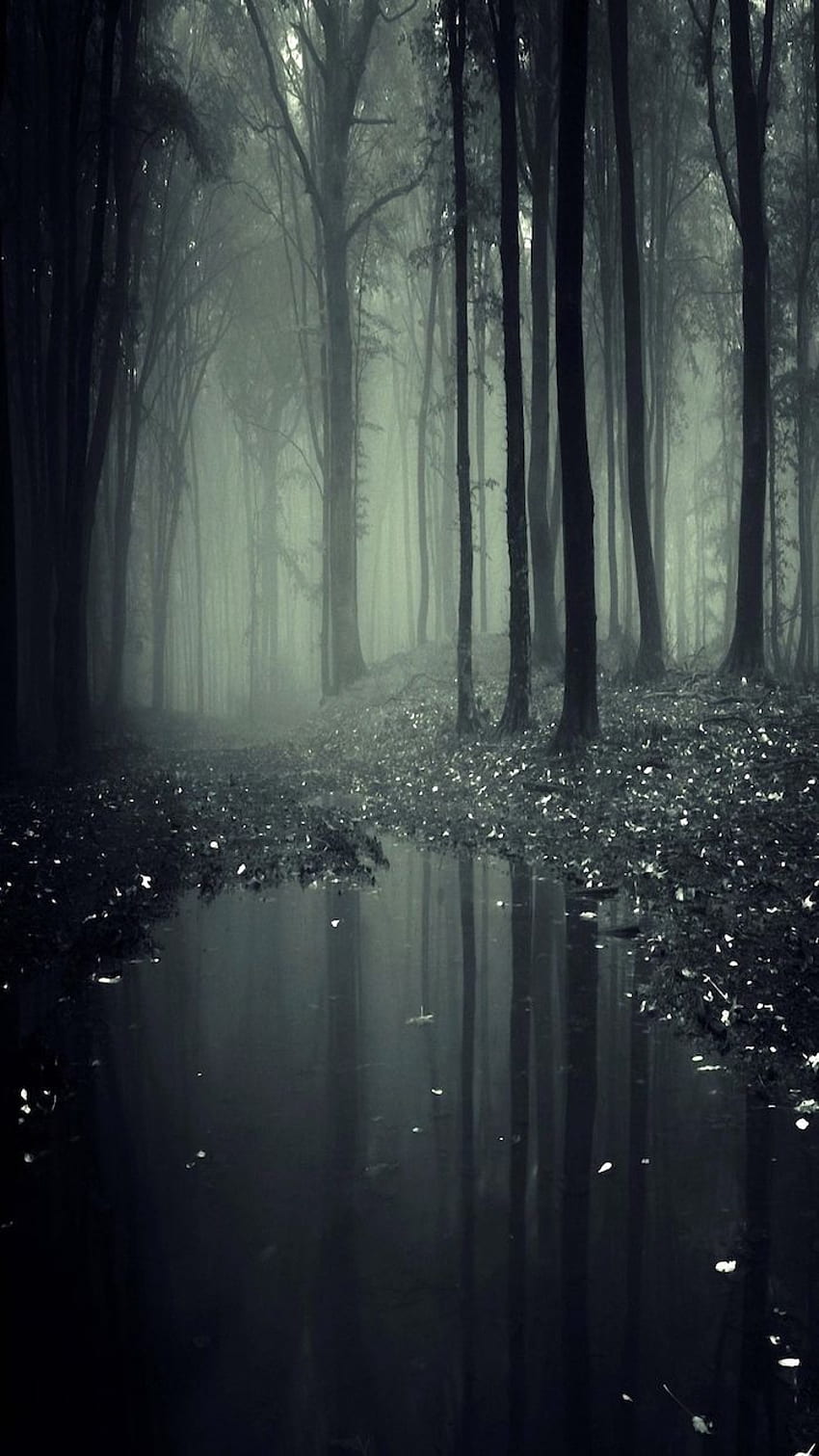 Ț Dark Mist Background, Dark Misty Forest HD phone wallpaper