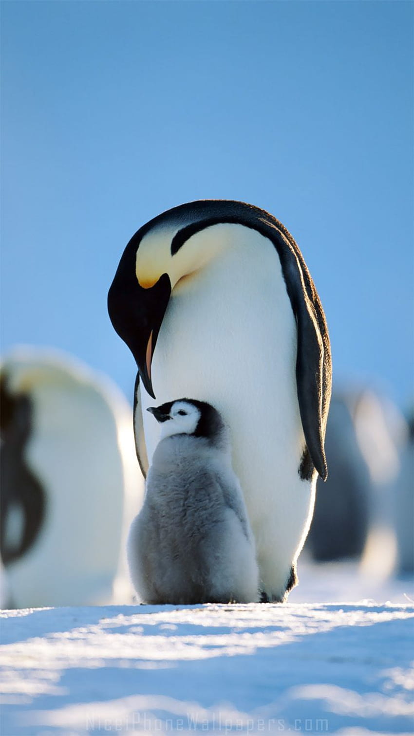 Famiglia Di Pinguini IPhone 6 6 Plus E . Pinguini, pinguino, animali selvatici, simpatico pinguino invernale Sfondo del telefono HD
