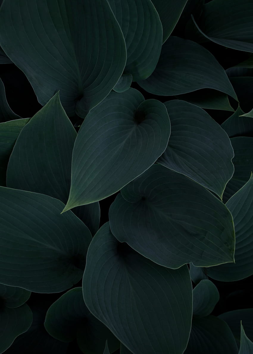植物、緑がかった葉、クローズアップ HD電話の壁紙