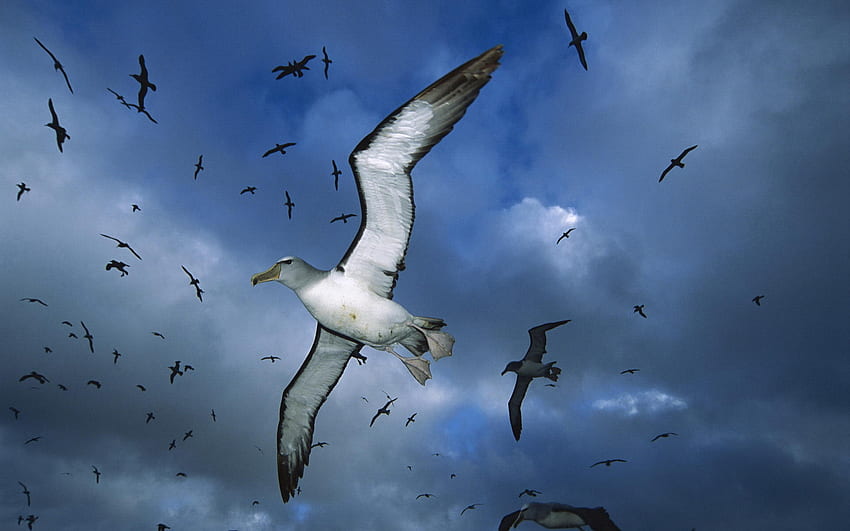 Flying Albatross HD wallpaper