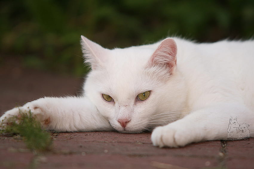 cat for my friend panther_neverdie, backyard, white, resting, greeneyes, cat, beautiful HD wallpaper