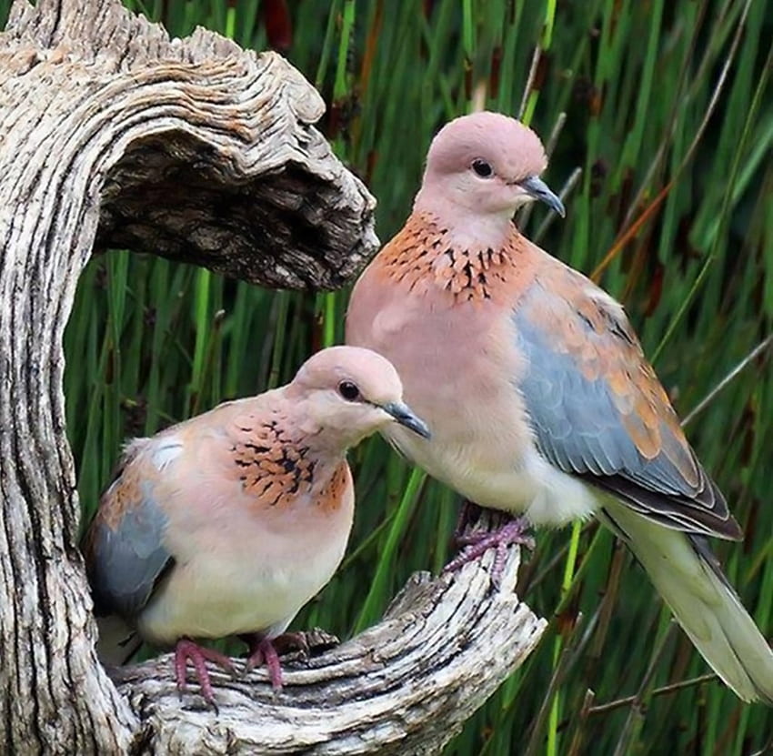 *A kind of pigeons*, two, birds, pigeons, trunk, doves, tree, animals, couple, nature, bole HD wallpaper