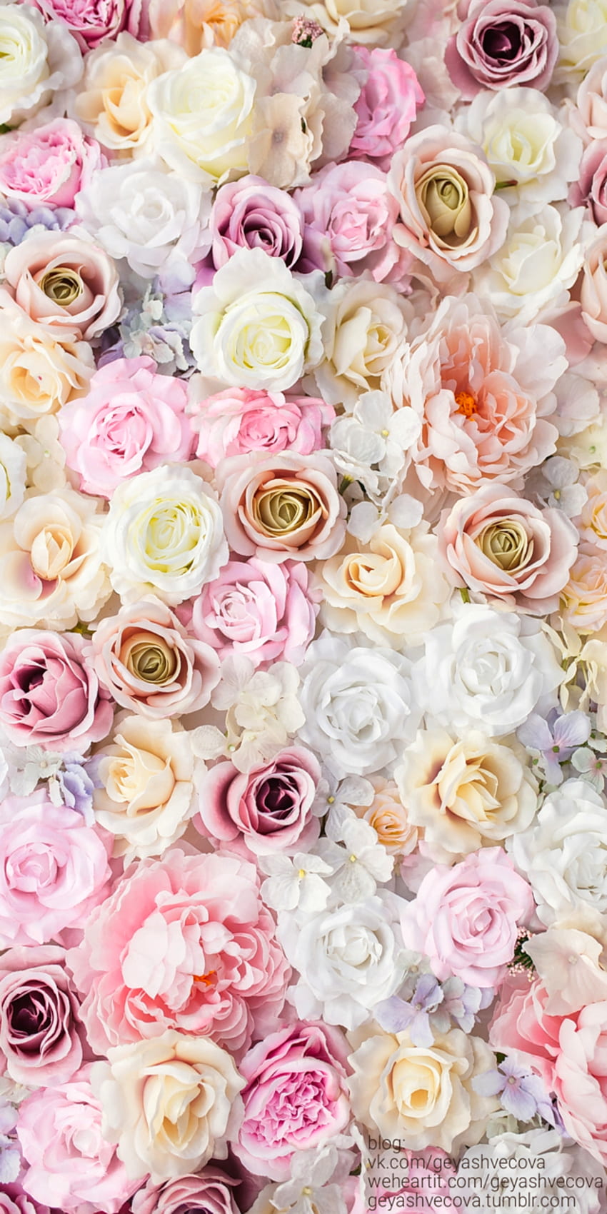 art, background, beautiful, beauty, camera, design, flowers, Pastel Roses HD phone wallpaper