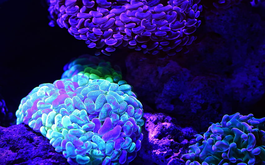 Sea Anemone, Purple, Underwater, Coral, Reef HD wallpaper