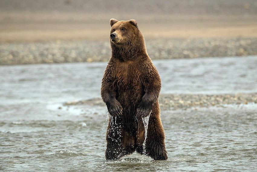 Animals, Sea, Wet, Bear, To Stand, Stand HD wallpaper