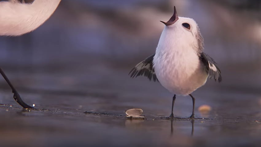 Adorabile primo filmato dal cortometraggio animato PIPER della Pixar Sfondo HD