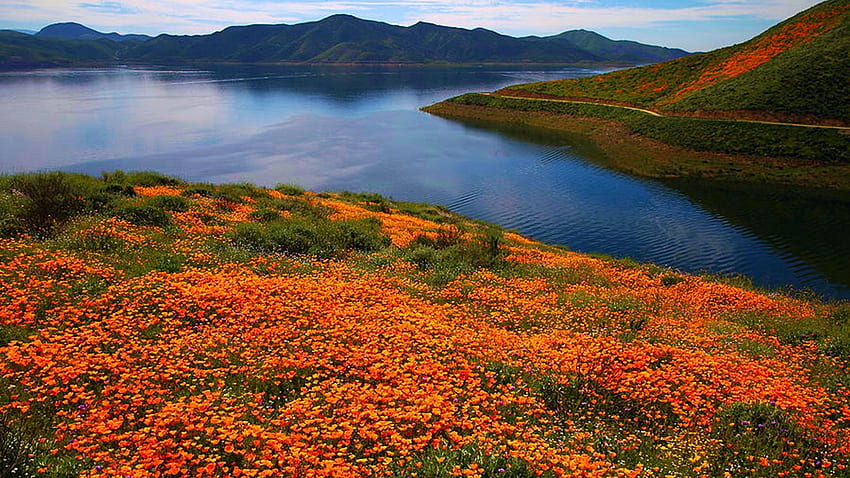 Ladang poppy oranye di Diamond Lake di California, bunga liar, bunga, lanskap, bunga, usa Wallpaper HD