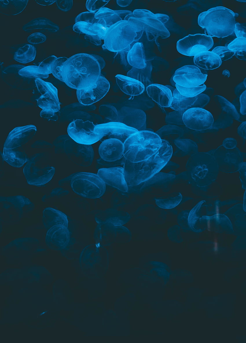 Animals, Jellyfish, Transparent, Dark, Under Water, Underwater HD phone wallpaper