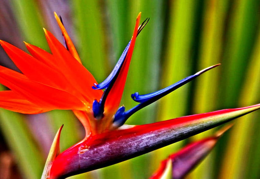 Strelitzia widescreen surpreendente, flores, fundo do pássaro do paraíso. TOP, Helicônia papel de parede HD