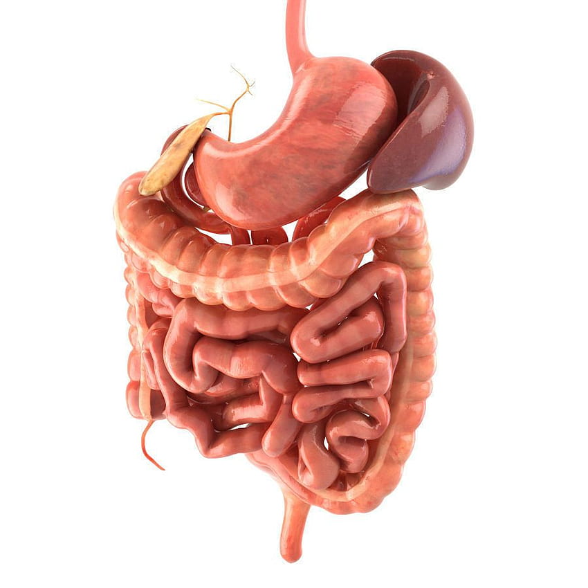 Système digestif Animé. modèle 3D. Système digestif humain, Modèle de système digestif, Système digestif Fond d'écran de téléphone HD