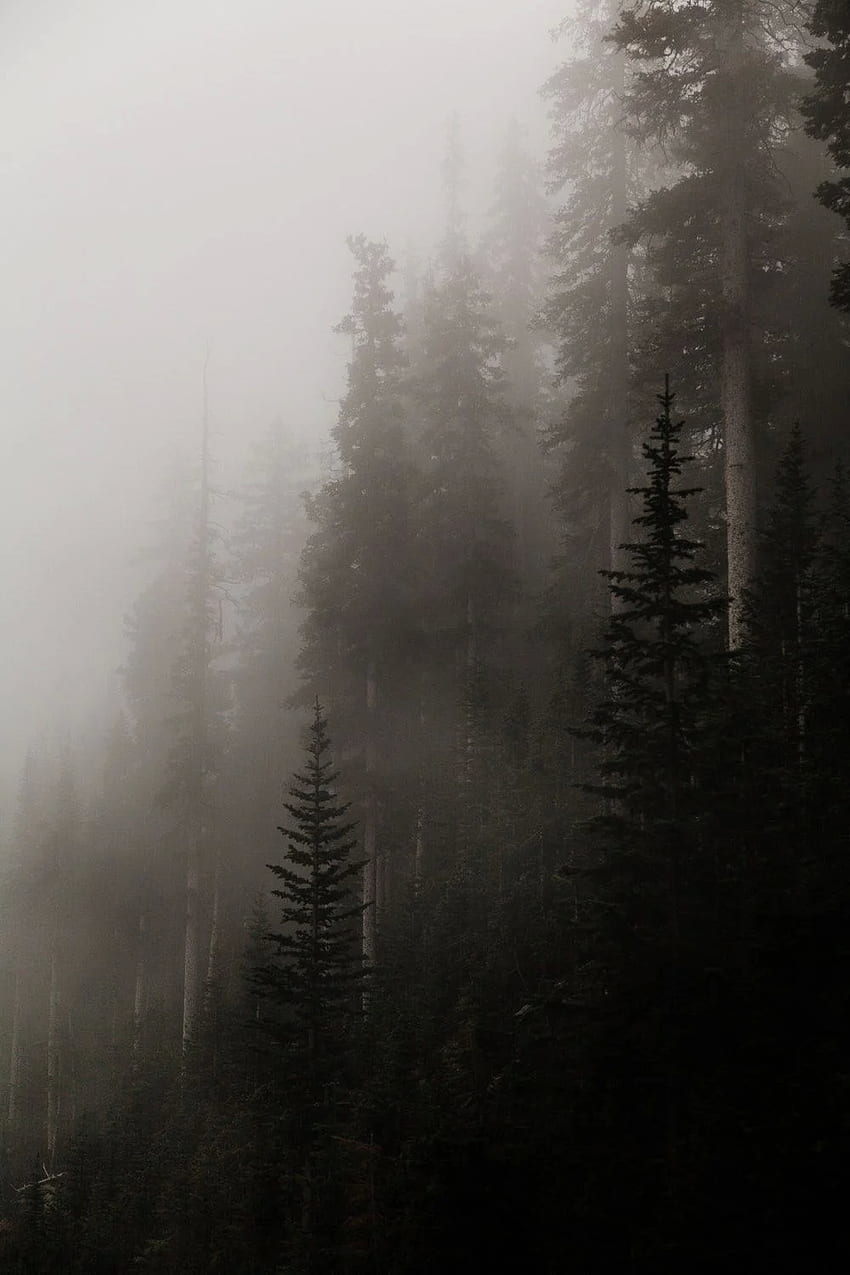 floresta coberta de neblina. Floresta nebulosa, Naturalismo escuro, Floresta, Estética nebulosa Papel de parede de celular HD