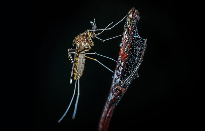 Macro, The Mosquito, Sprig, Insect, Macro, Insect, Mosquito, Paws, Close Up, Egor Kamelev, By Egor Kamelev, Brown Mosquito On Stick For , Раздел макро HD тапет