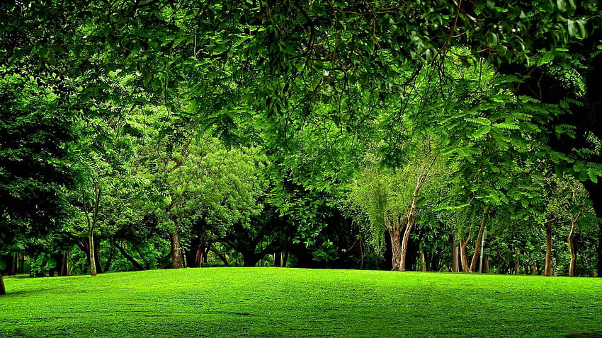 Green Forest Background HD wallpaper