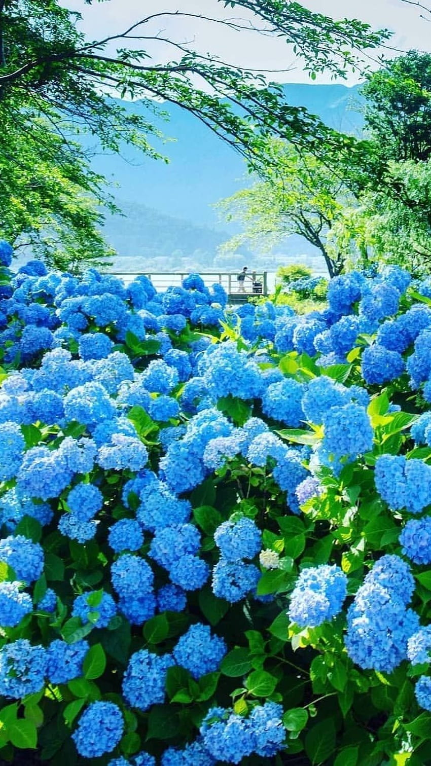Blume, blaue entzückende Blume HD-Handy-Hintergrundbild