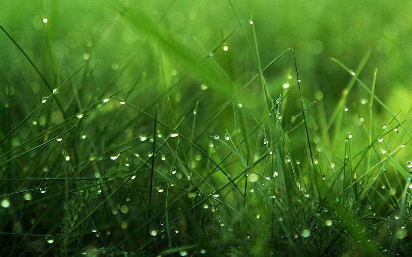 Dew on Grass Blades Theme Bin Wallpaper HD