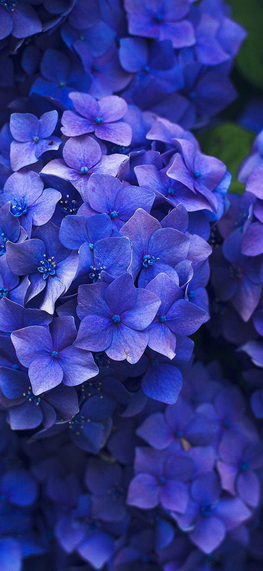 Bunga Musim Semi Biru Ungu Alam, Biru dan ungu wallpaper ponsel HD