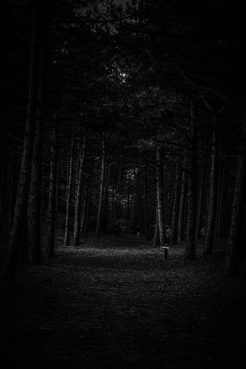 Scary Forest , Scary Church HD phone wallpaper