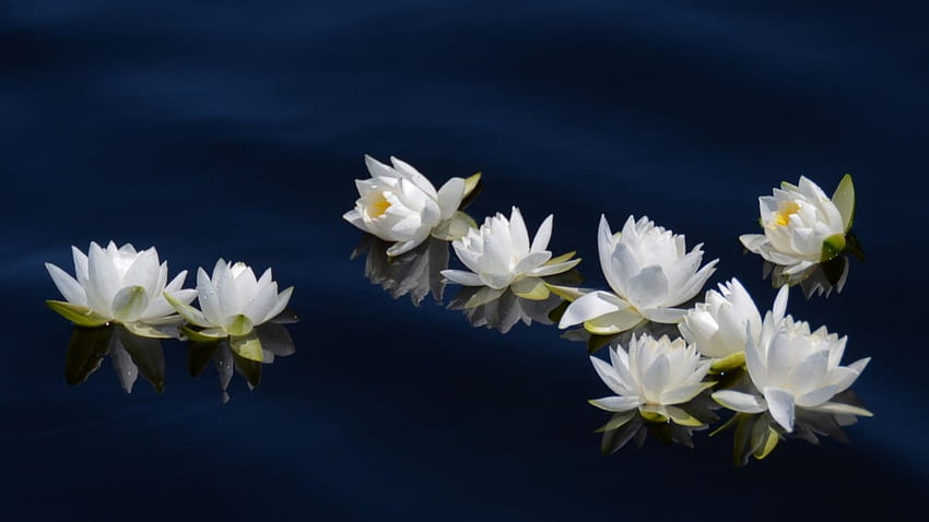 Silent lotus, yellow, flowers, floating, water, lotus HD wallpaper