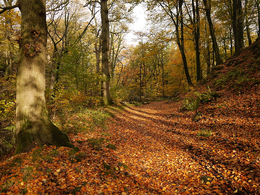 Autumn Path, orange, path, peacefulness, ferns, stone wall, shadows, brown, yellow, green, red, trees, autumn, trunks HD wallpaper