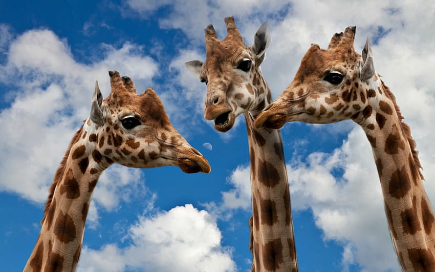A small talk, blue, animal, sky, giraffe, funny, small talk, trio, cloud HD wallpaper