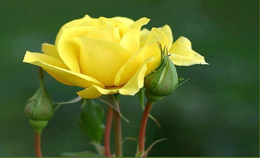 Beautiful Yellow Rose, Yellow, Flowers, Lovely, Nature, Rose HD wallpaper