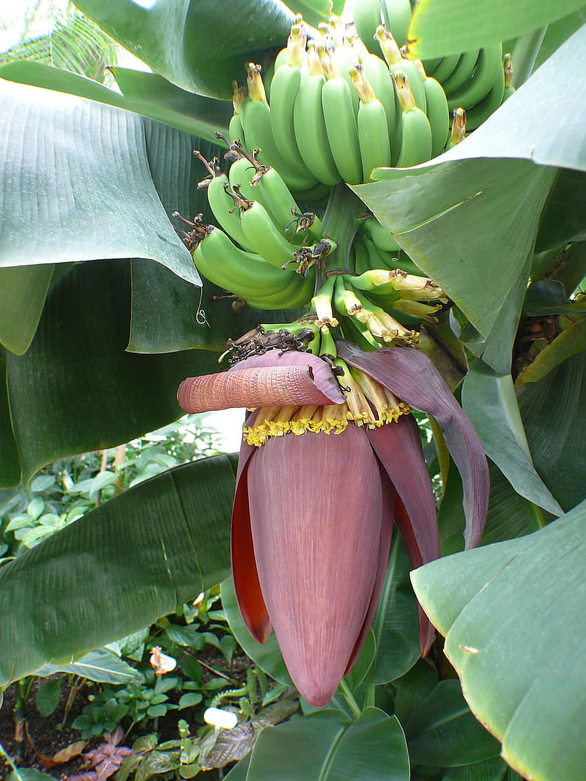 : бананово дърво, банани, храст, бананов храст, плод HD тапет за телефон