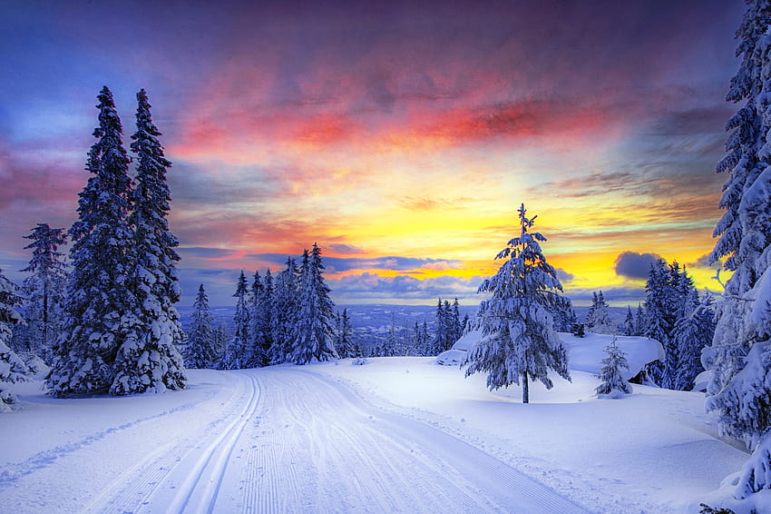 Inverno, Natura, Alberi, Neve, Foresta, Norvegia Sfondo HD