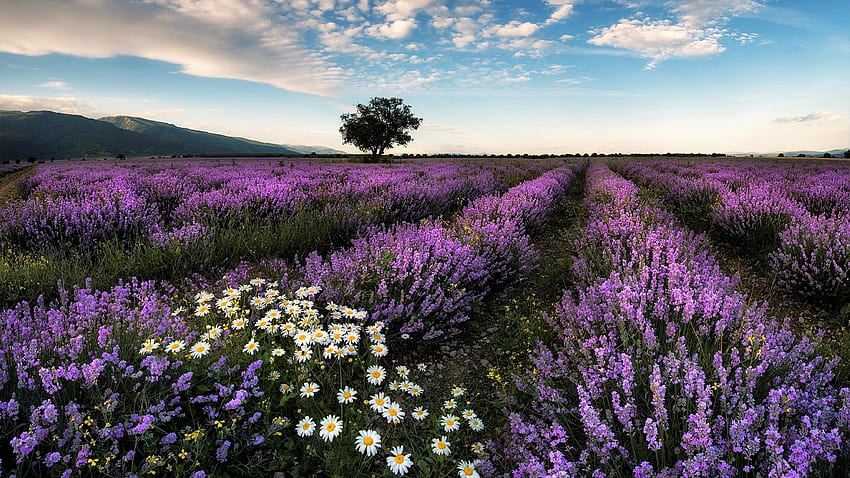Lavender Field, purple, field, lavender, farm, sky, nature, flowers, tree HD wallpaper