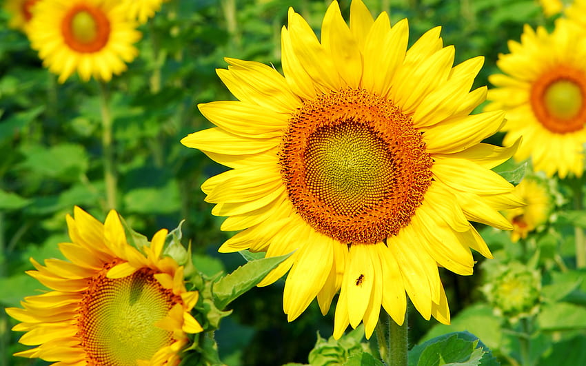 Sunflower, yellow, green, beautiful, nature, flowers HD wallpaper