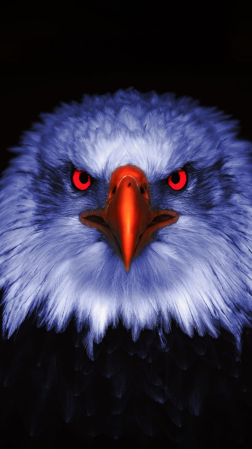 Eagle, Raptor, red eyes, close up,, Native Eagle HD phone wallpaper