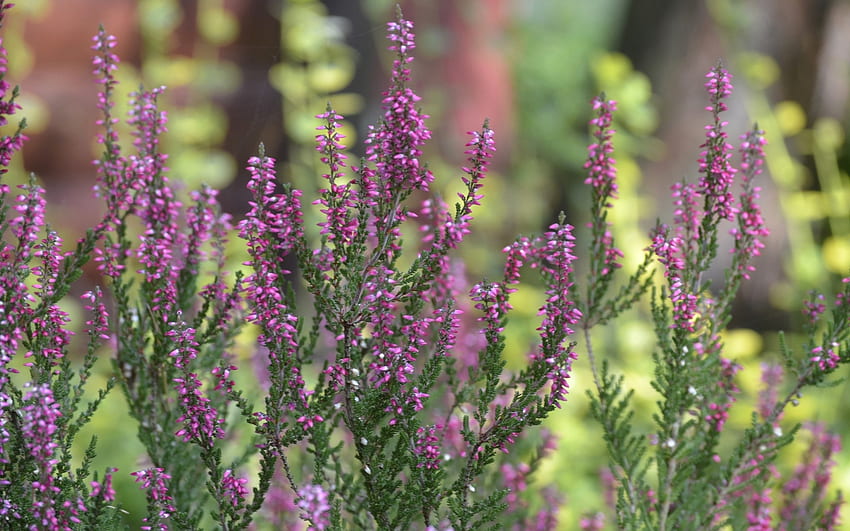 Heather, purple, plants, macro HD wallpaper | Pxfuel