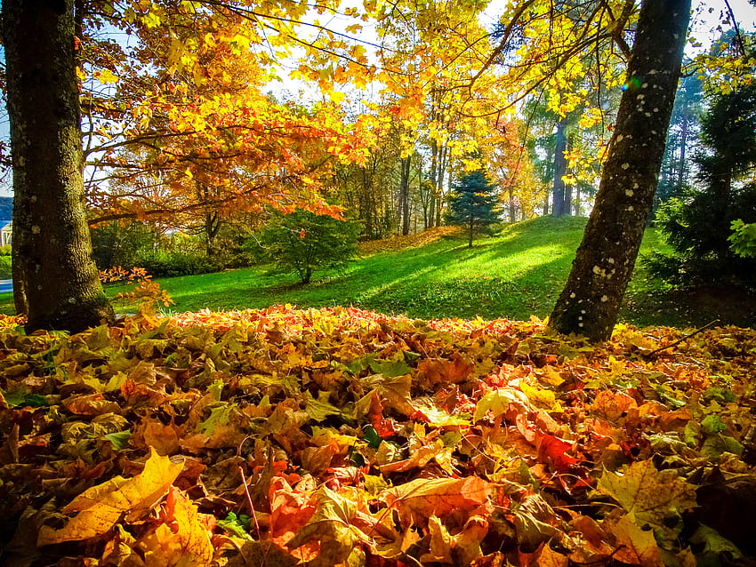 Fogliame autunnale, foglie, caduta, autunno, alberi, bella, erba, parco Sfondo HD
