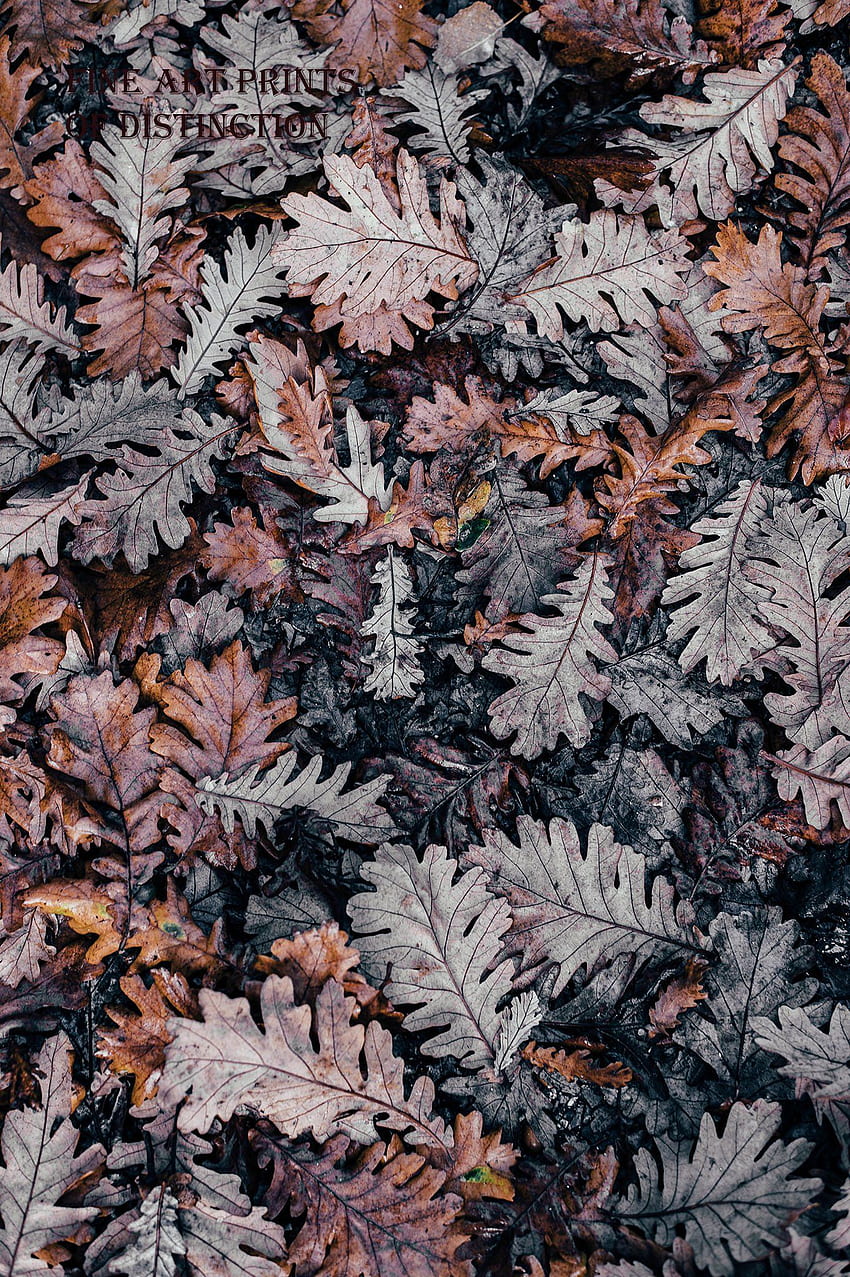 ブラウンとグレーの秋のオークの葉のアートプリント。 秋 , プレッピー , オークリーフアート HD電話の壁紙