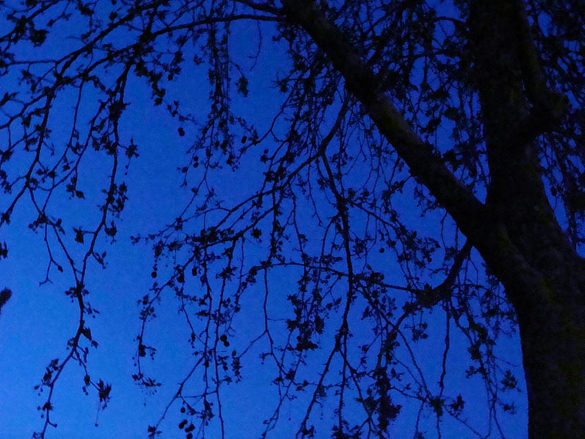 Midsummer Night, night, peace, dark, tree HD wallpaper