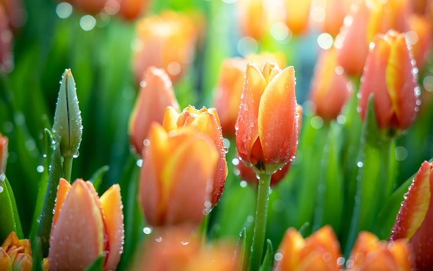 Tulips, Flowers, Orange, Drops HD wallpaper